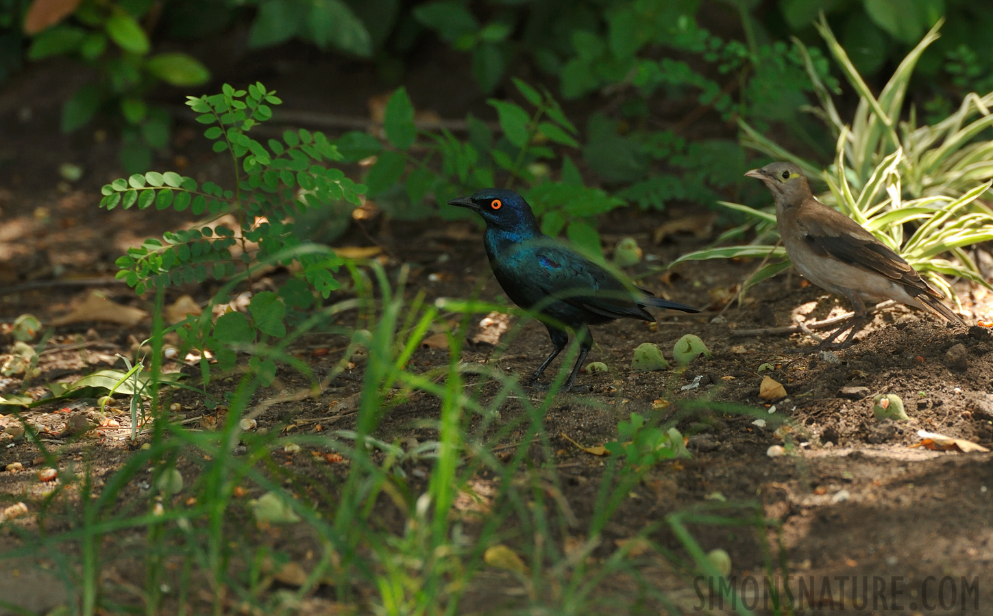 Lamprotornis nitens [550 mm, 1/250 Sek. bei f / 8.0, ISO 1000]